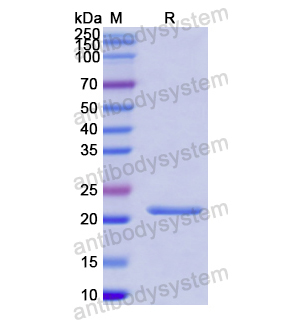 Recombinant Human FGF17, N-His