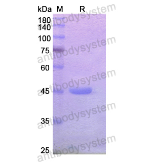 Recombinant Human OPA1, N-His