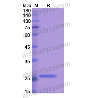 Recombinant Human ACSL4, N-His