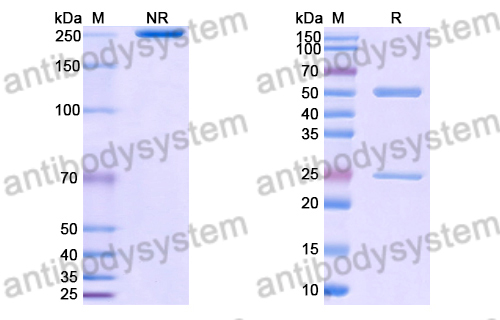 Anti-HRSV-A F/Fusion glycoprotein F0 Antibody (101F) (RVV02816)