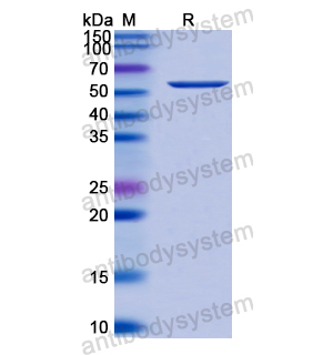 Recombinant TRSV 2C-CP/Coat protein, C-His