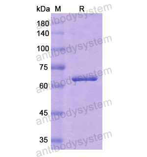 Recombinant Human CD282/TLR2, N-His