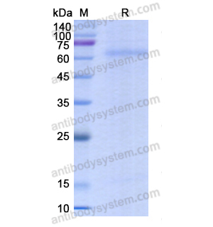 Recombinant Human CD282/TLR2, C-His
