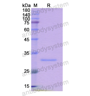 Recombinant Human DTNB, N-His
