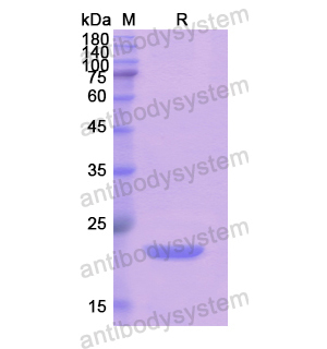 Recombinant Human CD85a/LILRB3, N-His