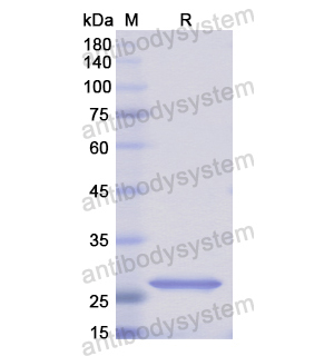 Recombinant Human CD275/ICOSLG, N-His
