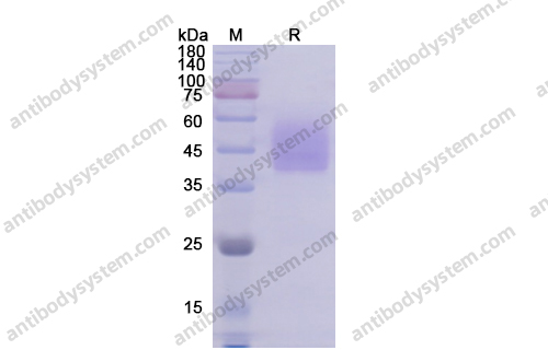 Recombinant Human CD275/ICOSLG, C-His