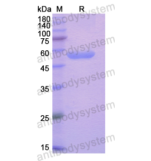 Recombinant Human GMNN, N-GST