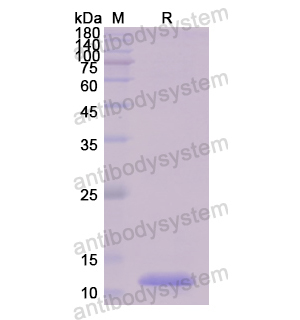 Recombinant Human BANF1, N-His