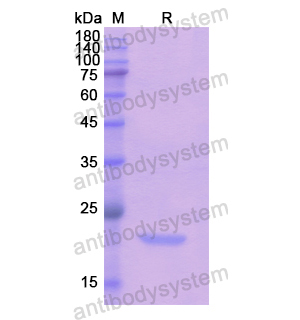 Recombinant Human PGLYRP1, N-His