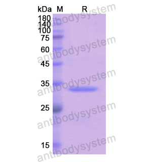 Recombinant Human LEFTY1, N-His