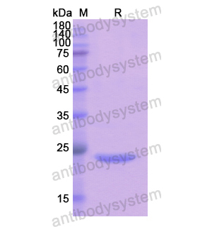 Recombinant Human PRDM1, N-His