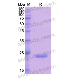 Recombinant Human UPK3A, N-His