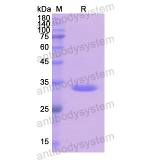 Recombinant Human GJB3, N-GST