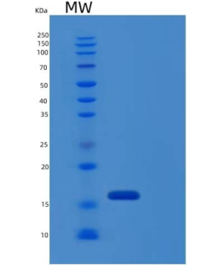Recombinant Human IL17 / IL17A Protein