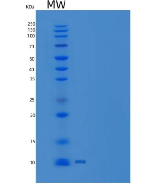 Recombinant Human EG-VEGF / prokineticin-1 Protein (His Tag)