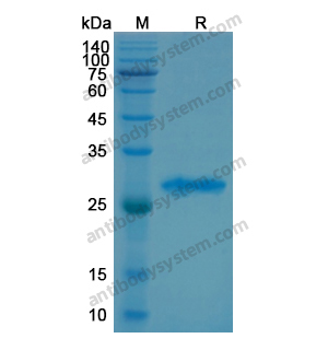 Recombinant Human PSMD10, N-His