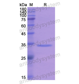 Recombinant Human AP1G2, N-His