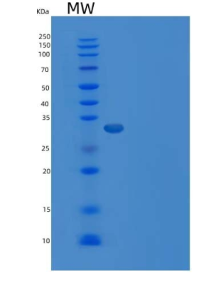 Recombinant Protein A/G (Biotinylated)