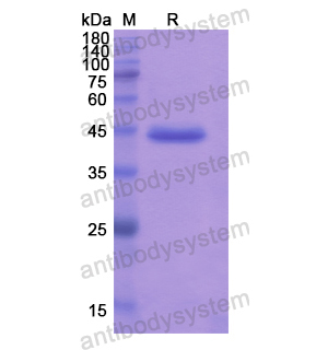 Recombinant Human STAM2, N-His