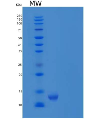 Recombinant Human CEACAM8/CD66b Protein(C-6His)