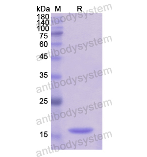 Recombinant Human TSPAN9, N-His