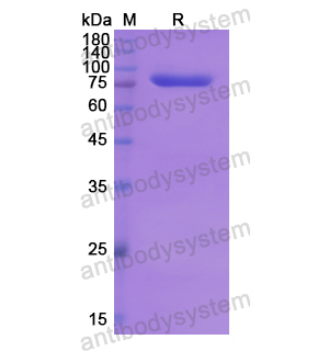 Recombinant Human BRD1, N-GST