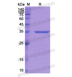 Recombinant Human BAG3, N-GST