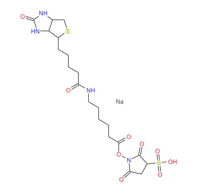 6-[生物素酰氨基]己酸磺基琥珀酰亚胺酯 127062-22-0