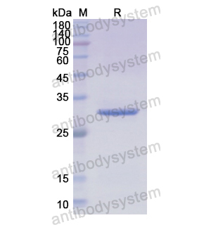 Recombinant Human SNAI1, N-His