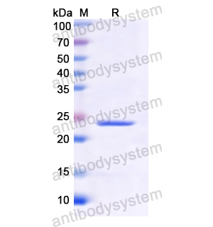Recombinant Human PTTG1, N-His