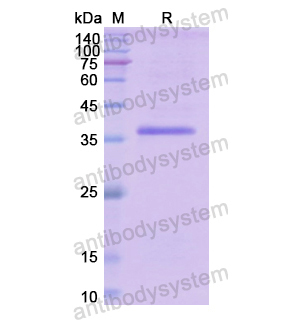 Recombinant Human F8 Protein, N-GST