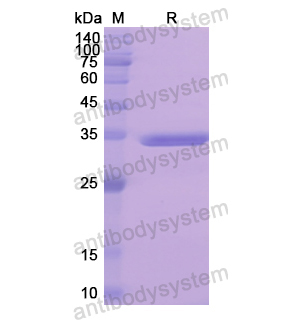 Recombinant Human EGFR, N-His