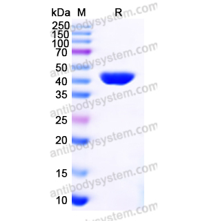 Recombinant Human PGK1, N-His