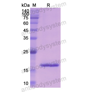 Recombinant Bovine F9, N-His