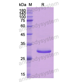 Recombinant Human CFD, N-His