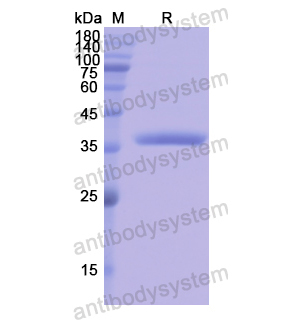 Recombinant Human OAS1, N-GST