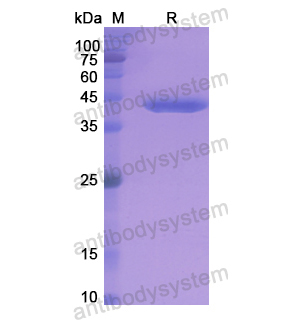 Recombinant Human C3, N-His