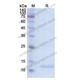 Recombinant Human C5, N-His