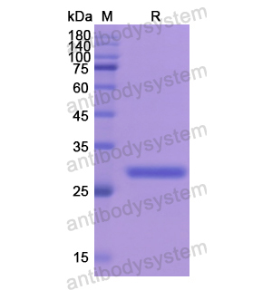 Recombinant Human FOS, N-His