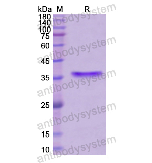 Recombinant Human MYC, N-GST
