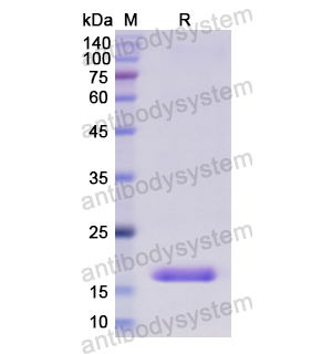 Recombinant Human EGF, N-His