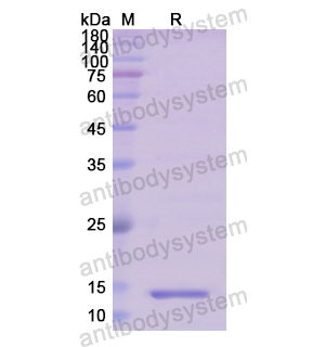 Recombinant Human OXT, N-His