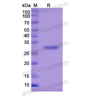 Recombinant Human TG, N-His