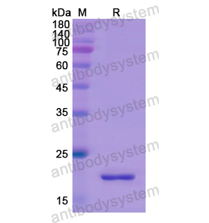 Recombinant Human GCG, N-His