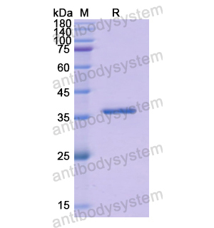 Recombinant Human GHRH, N-GST