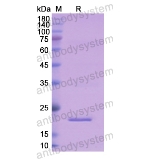 Recombinant Human NPY, N-SUMO
