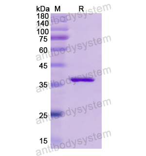 Recombinant Human INS, N-GST