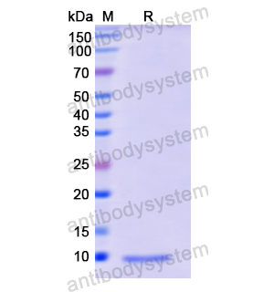 Recombinant Human IGF2, N-His