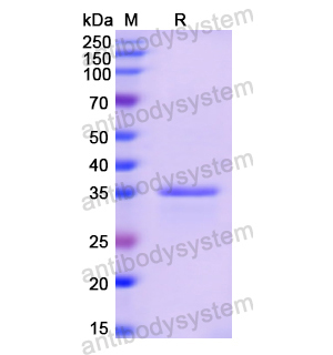 Recombinant Human GAST, N-GST